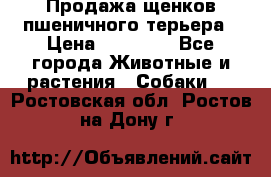 Продажа щенков пшеничного терьера › Цена ­ 30 000 - Все города Животные и растения » Собаки   . Ростовская обл.,Ростов-на-Дону г.